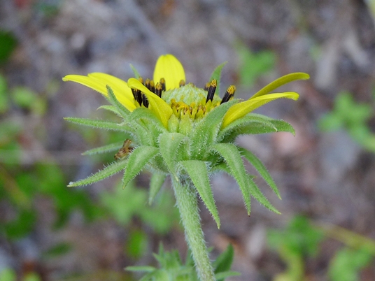 {Helianthus resinosus}